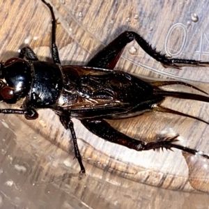 Teleogryllus commodus at Hughes, ACT - 19 Mar 2023