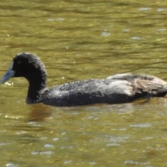 Fulica atra (Eurasian Coot) at Tidbinbilla Nature Reserve - 19 Mar 2023 by JohnBundock