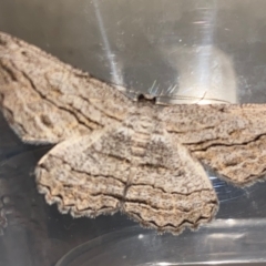 Scioglyptis loxographa (Light Grey Bark Moth) at Hughes, ACT - 18 Mar 2023 by LisaH