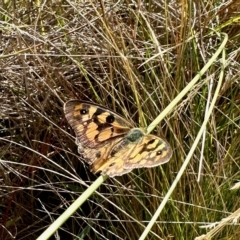 Heteronympha penelope (Shouldered Brown) at Namadgi National Park - 10 Mar 2023 by KMcCue