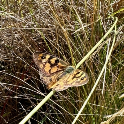 Heteronympha penelope (Shouldered Brown) at Namadgi National Park - 10 Mar 2023 by KMcCue