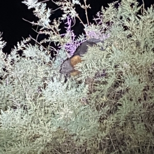 Pteropus poliocephalus at Jerrabomberra, NSW - suppressed