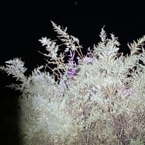 Pteropus poliocephalus at Jerrabomberra, NSW - suppressed