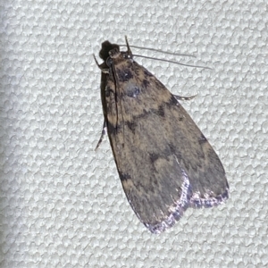 Mimaglossa nauplialis and habitalis at Jerrabomberra, NSW - suppressed