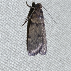 Mimaglossa nauplialis and habitalis at Jerrabomberra, NSW - suppressed