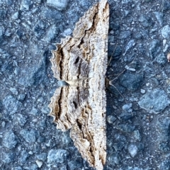 Scioglyptis lyciaria (White-patch Bark Moth) at Fyshwick, ACT - 19 Mar 2023 by SteveBorkowskis