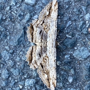 Scioglyptis lyciaria at Fyshwick, ACT - 19 Mar 2023 12:30 PM