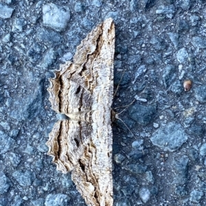 Scioglyptis lyciaria at Fyshwick, ACT - 19 Mar 2023 12:30 PM