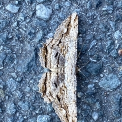 Scioglyptis lyciaria at Fyshwick, ACT - 19 Mar 2023 12:30 PM