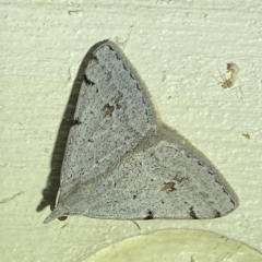 Dichromodes estigmaria (Pale Grey Heath Moth) at Jerrabomberra, NSW - 19 Mar 2023 by SteveBorkowskis
