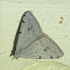 Dichromodes estigmaria (Pale Grey Heath Moth) at QPRC LGA - 18 Mar 2023 by Steve_Bok