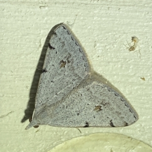 Dichromodes estigmaria at Jerrabomberra, NSW - suppressed