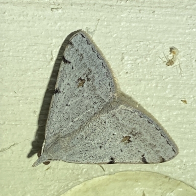 Dichromodes estigmaria (Pale Grey Heath Moth) at QPRC LGA - 18 Mar 2023 by Steve_Bok