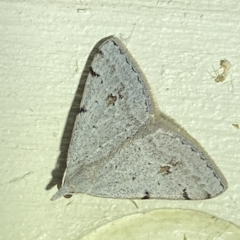 Dichromodes estigmaria at Jerrabomberra, NSW - suppressed