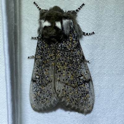 Oenosandra boisduvalii (Boisduval's Autumn Moth) at Jerrabomberra, NSW - 18 Mar 2023 by Steve_Bok