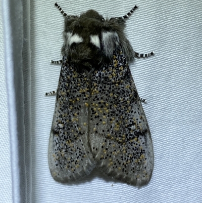 Oenosandra boisduvalii (Boisduval's Autumn Moth) at Jerrabomberra, NSW - 19 Mar 2023 by SteveBorkowskis