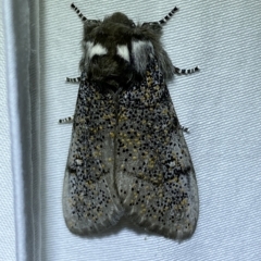 Oenosandra boisduvalii (Boisduval's Autumn Moth) at Jerrabomberra, NSW - 18 Mar 2023 by Steve_Bok