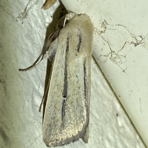 Leucania diatrecta at Jerrabomberra, NSW - 19 Mar 2023