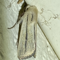 Leucania diatrecta (A Noctuid moth) at Jerrabomberra, NSW - 18 Mar 2023 by Steve_Bok