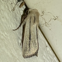 Leucania diatrecta at Jerrabomberra, NSW - 19 Mar 2023