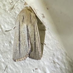 Leucania diatrecta at Jerrabomberra, NSW - 19 Mar 2023