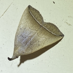 Simplicia armatalis (Crescent Moth) at Jerrabomberra, NSW - 19 Mar 2023 by SteveBorkowskis