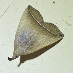Simplicia armatalis (Crescent Moth) at Jerrabomberra, NSW - 18 Mar 2023 by Steve_Bok
