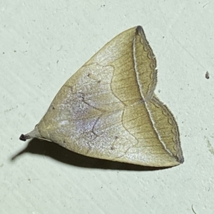 Simplicia armatalis at Jerrabomberra, NSW - 19 Mar 2023