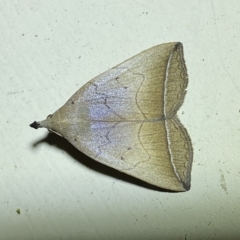 Simplicia armatalis at Jerrabomberra, NSW - 19 Mar 2023