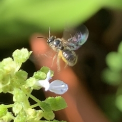 Lasioglossum (Homalictus) sphecodoides (Furrow Bee) at Dulwich Hill, NSW - 18 Mar 2023 by JudeWright