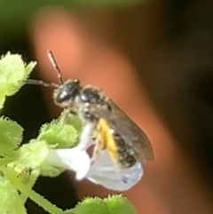 Lasioglossum (Homalictus) sphecodoides at Dulwich Hill, NSW - 18 Mar 2023