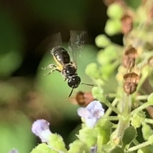 Lasioglossum (Homalictus) sphecodoides at Dulwich Hill, NSW - 18 Mar 2023