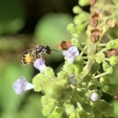 Lasioglossum (Homalictus) sphecodoides at Dulwich Hill, NSW - suppressed