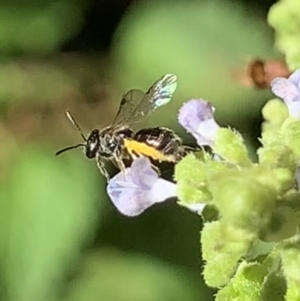 Lasioglossum (Homalictus) sphecodoides at Dulwich Hill, NSW - 18 Mar 2023