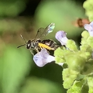 Lasioglossum (Homalictus) sphecodoides at Dulwich Hill, NSW - suppressed