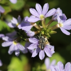 Megachile (Eutricharaea) sp. (genus & subgenus) (Leaf-cutter Bee) at Sydney, NSW - 16 Mar 2023 by PaperbarkNativeBees