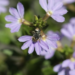 Megachile (Eutricharaea) sp. (genus & subgenus) at Sydney, NSW - 16 Mar 2023 12:43 PM