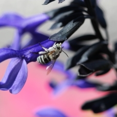 Amegilla sp. (genus) (Blue Banded Bee) at Sydney, NSW - 16 Mar 2023 by PaperbarkNativeBees