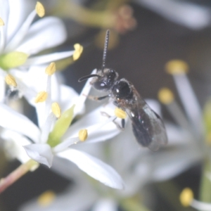 Leioproctus (Leioproctus) launcestonensis at Cotter River, ACT - 19 Mar 2023