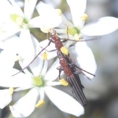 Syllitus rectus (Longhorn beetle) at Cotter River, ACT - 19 Mar 2023 by Harrisi