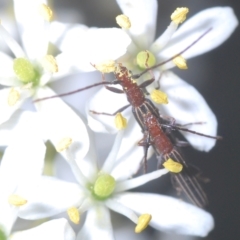 Syllitus rectus at Cotter River, ACT - 19 Mar 2023 06:35 PM