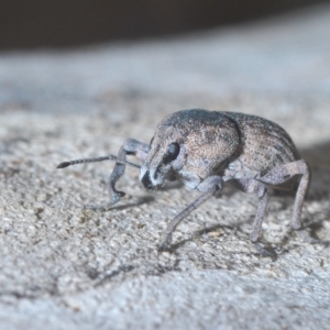 Polyphrades paganus at Cotter River, ACT - 19 Mar 2023