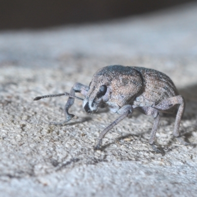 Polyphrades paganus (A weevil) at Lower Cotter Catchment - 19 Mar 2023 by Harrisi