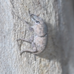 Polyphrades paganus at Cotter River, ACT - 19 Mar 2023