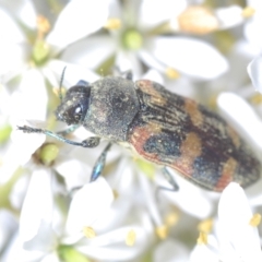 Castiarina sexplagiata (Jewel beetle) at Lower Cotter Catchment - 19 Mar 2023 by Harrisi