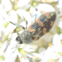 Castiarina sexplagiata at Cotter River, ACT - 19 Mar 2023