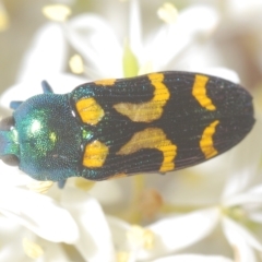 Castiarina flavopicta (Flavopicta jewel beetle) at Lower Cotter Catchment - 17 Mar 2023 by Harrisi