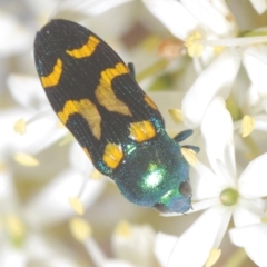 Castiarina flavopicta at Cotter River, ACT - 17 Mar 2023