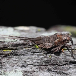 Eurybrachyidae (family) at Chandler, QLD - 12 Mar 2023 10:04 AM
