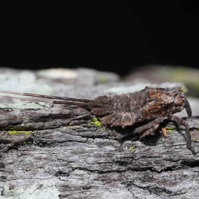 Eurybrachyidae (family) (A large broad-frons Planthopper) at Chandler, QLD - 12 Mar 2023 by TimL